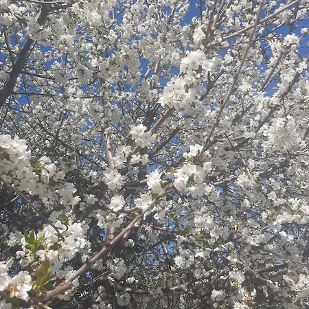Villa αρχοντικό παπανικολάου